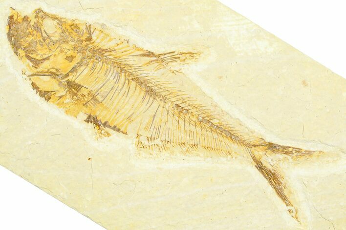 Detailed Fossil Fish (Diplomystus) - Wyoming #372313
